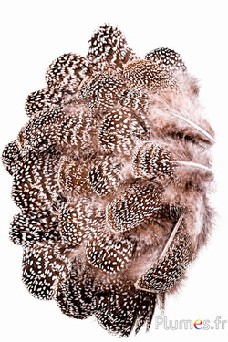 Grijze pauwfazant - 5-8 cm - bruin-wit natuurlijk